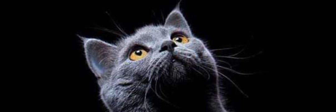 Doncella0527's profile banner image