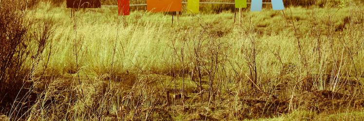 melasora's profile banner image