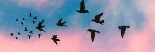 wclvesxx's profile banner image