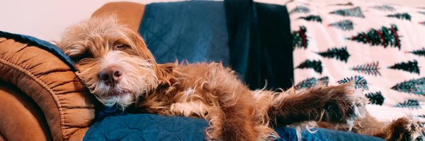 ChesleyDubroc Profile Banner