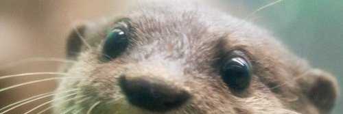 Xanexia's profile banner image