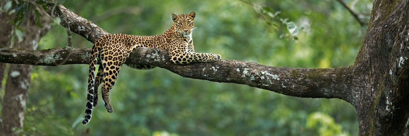 InglesComVolei banner