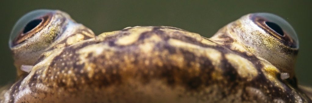 DvlAlicia's profile banner image