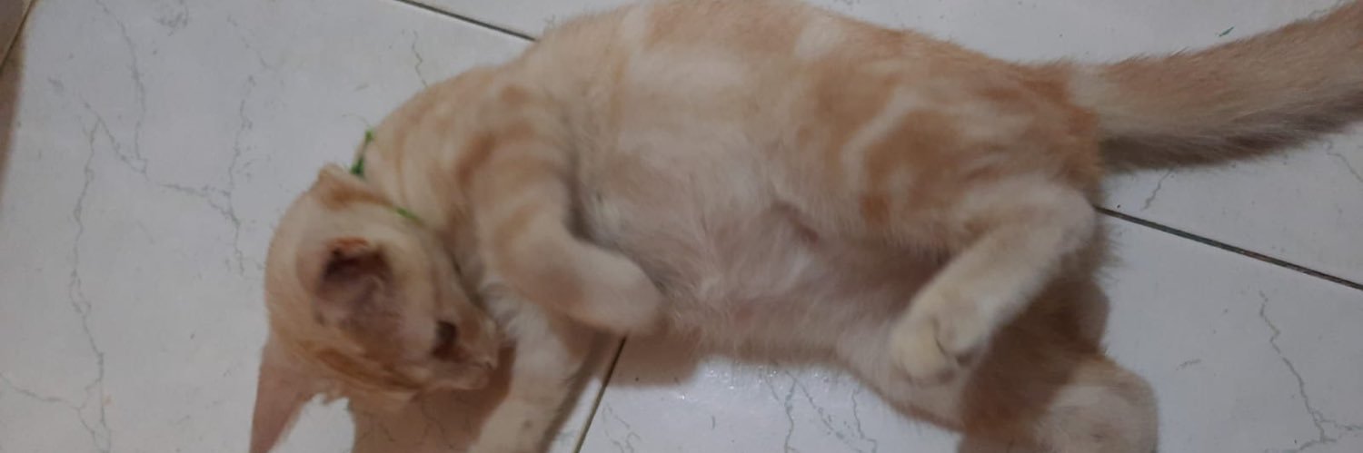 elviliana_'s profile banner image