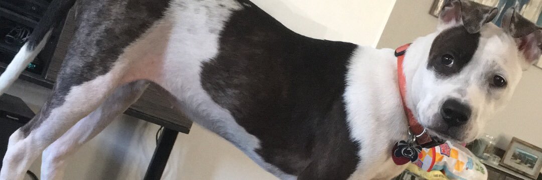 uhh_lyssa's profile banner image