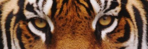sofiasalsabl's profile banner image