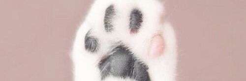starry ⁎*⁎ banner