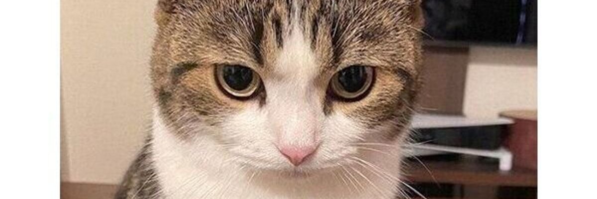mii3__3's profile banner image