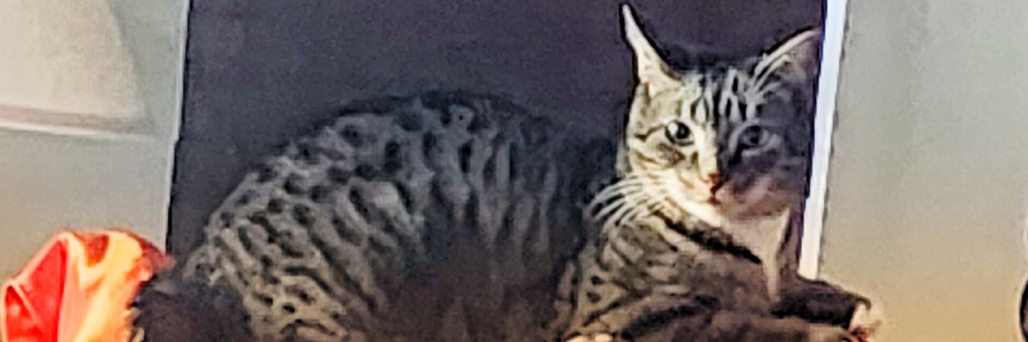 WilliamMcRae11's profile banner image