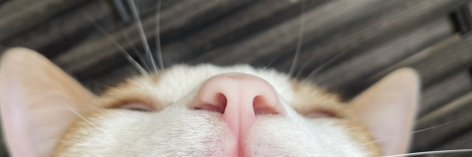 lil_brubru's profile banner image