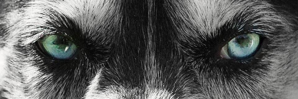 QuinteR4Paws's profile banner image