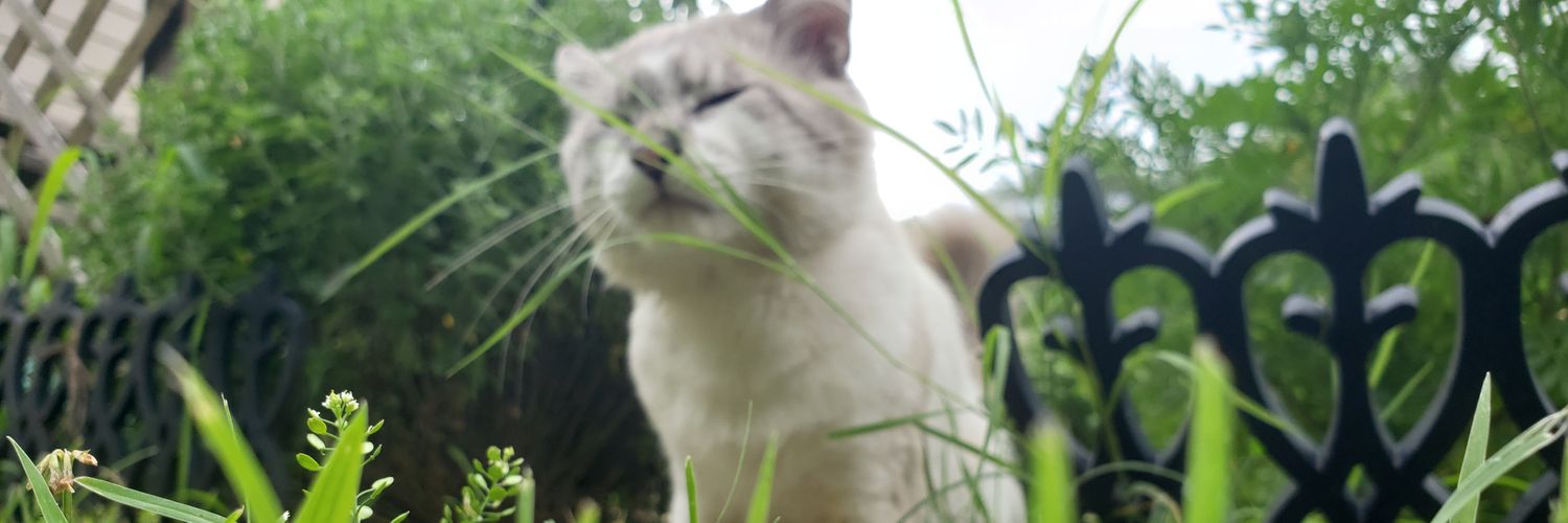 wordsofnevay's profile banner image