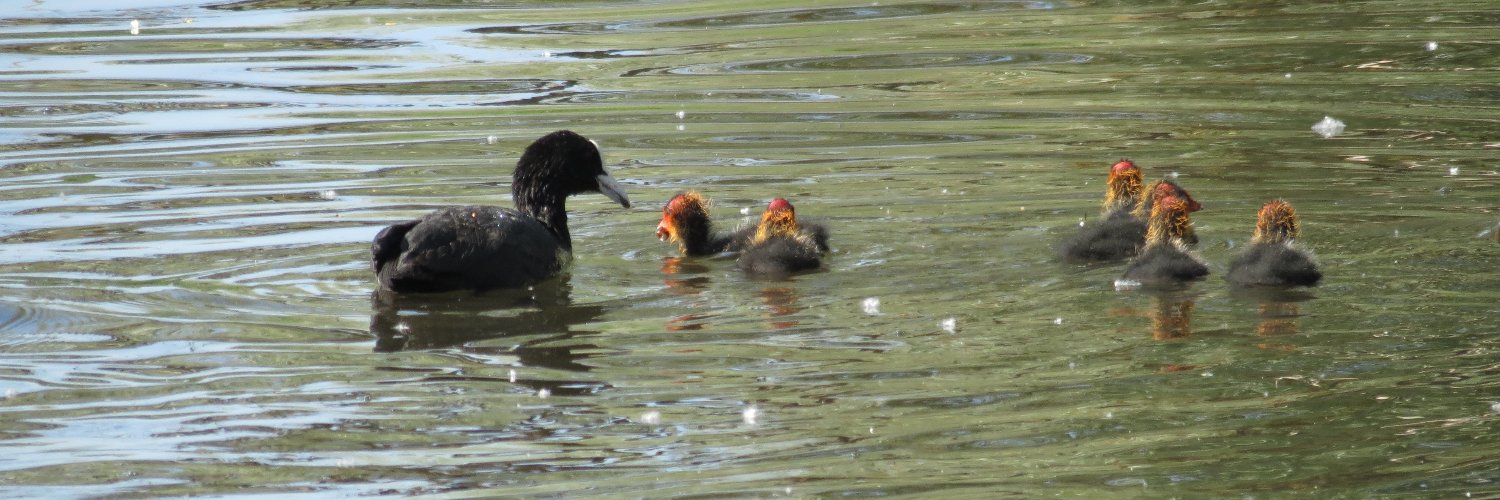 Программистесса banner