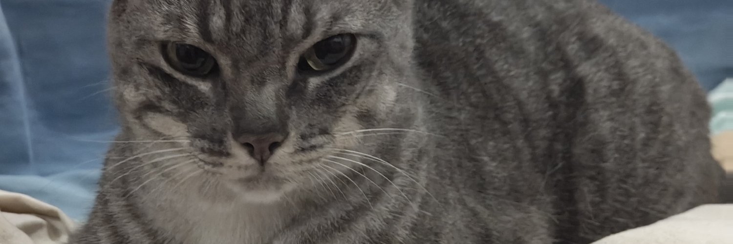 eeeeeeeeeesofi's profile banner image