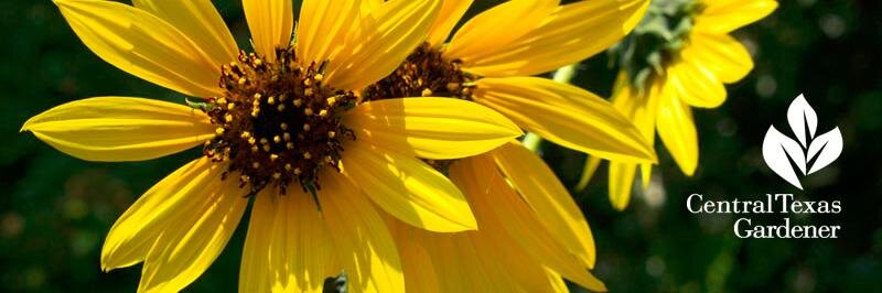 CTGLinda's profile banner image