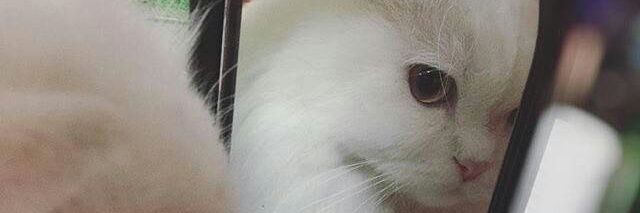 angganararass's profile banner image