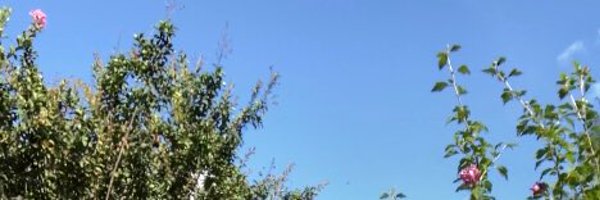 xanificent Profile Banner