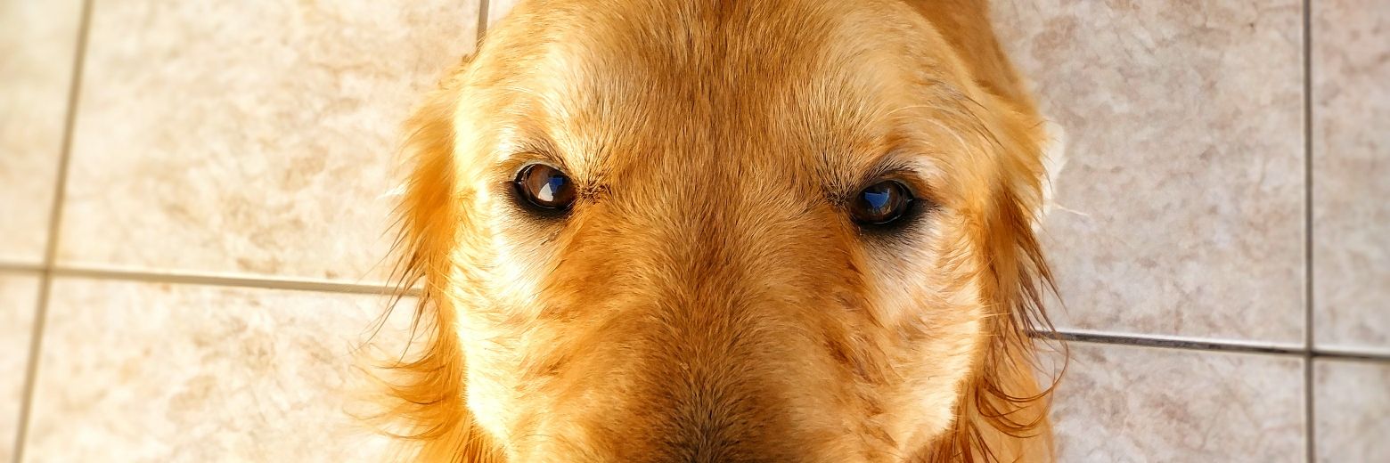 Pedro Henrique banner