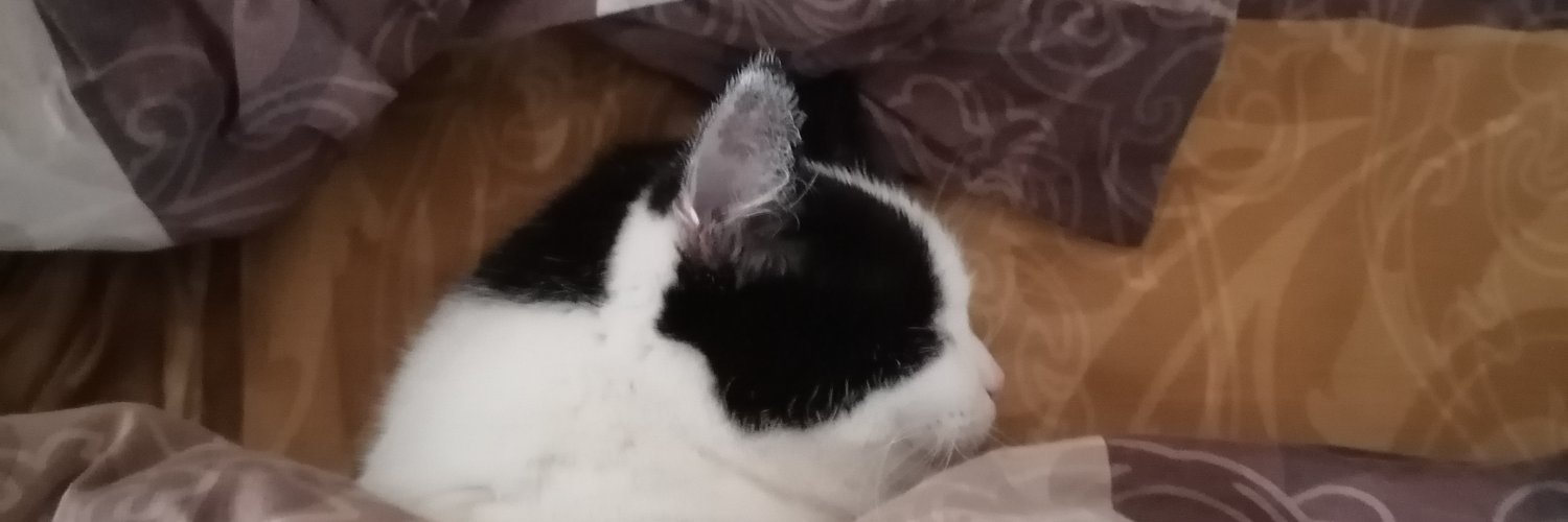 MeowAllenyata's profile banner image