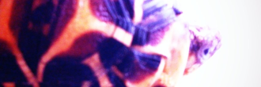 _P0cChi_'s profile banner image