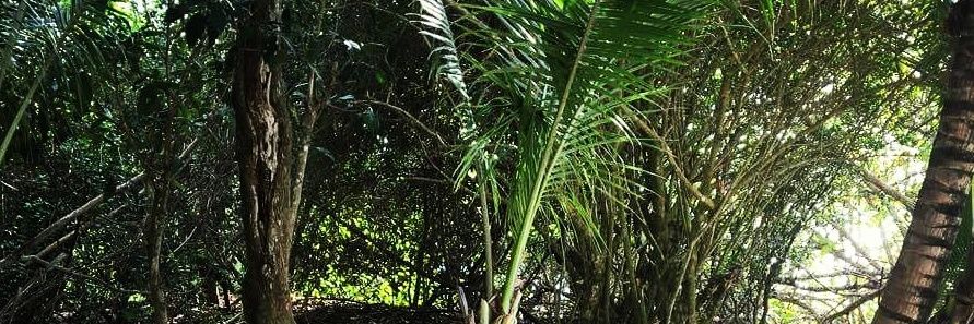 BruddahmanTree's profile banner image