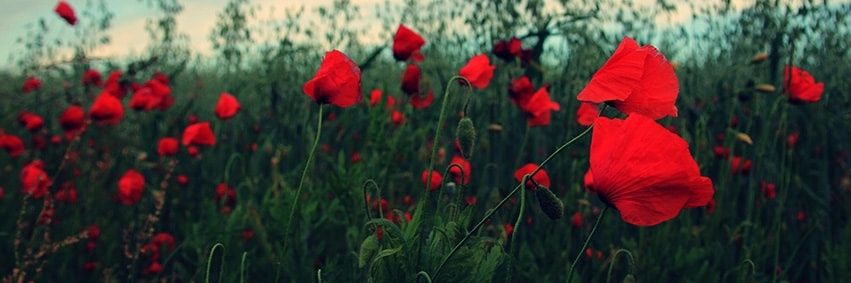 ChristelleMerl1's profile banner image