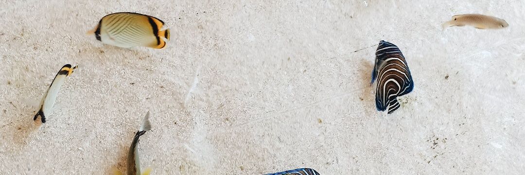 novitabitta's profile banner image