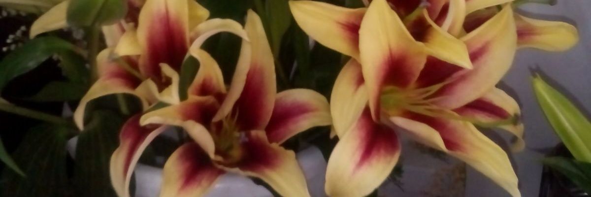 flor_quesi's profile banner image