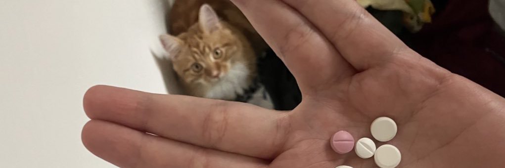 фродина торбина banner