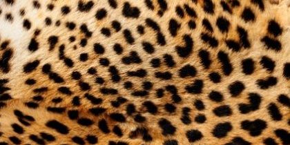 fediadwi's profile banner image