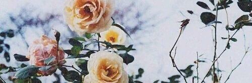 rahma0fared's profile banner image