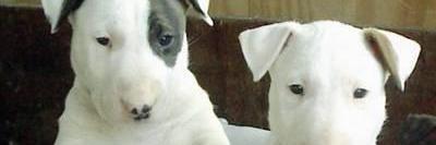 Jeniflicka's profile banner image