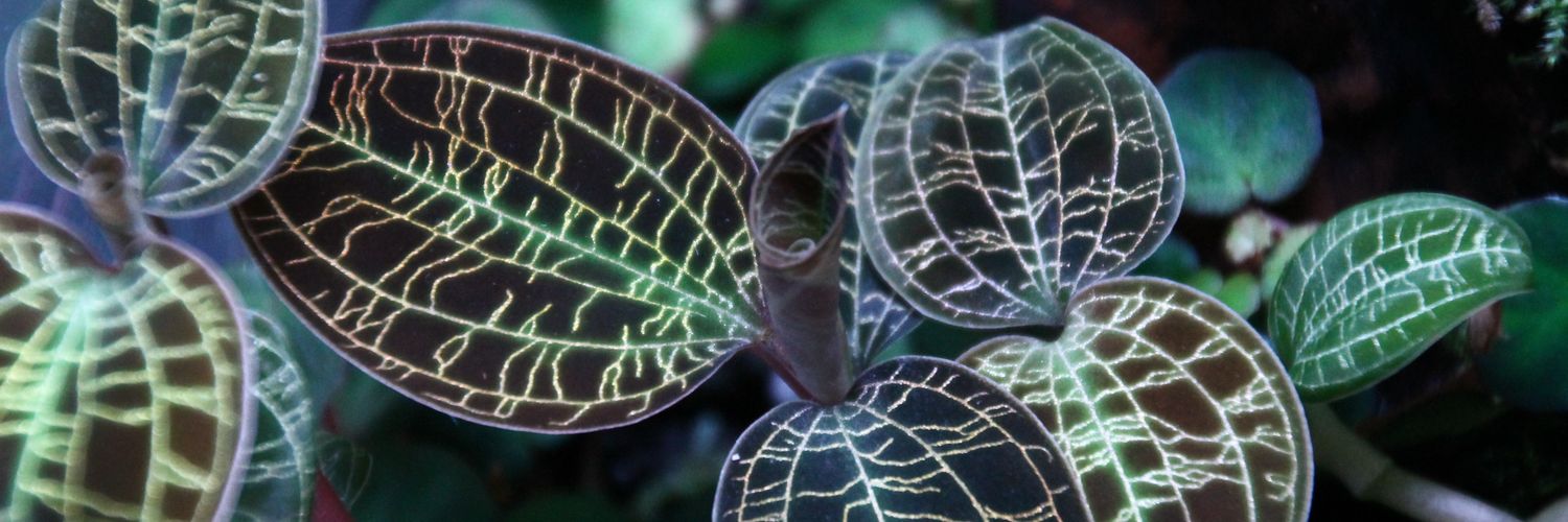 インテレッセ banner