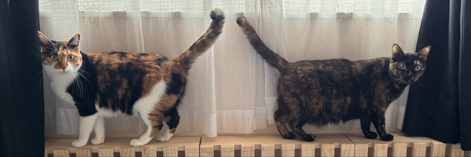 kitten_scout's profile banner image