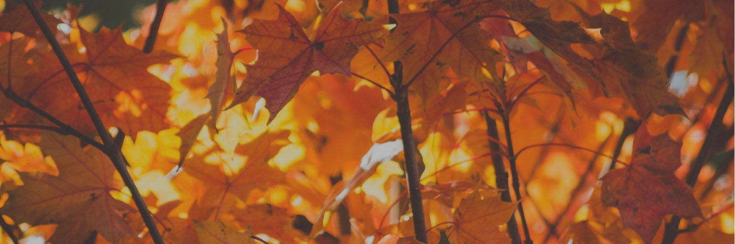 alessandrangi's profile banner image