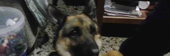 adrianoller1404's profile banner image