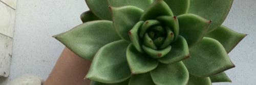 VeraBoomsma's profile banner image
