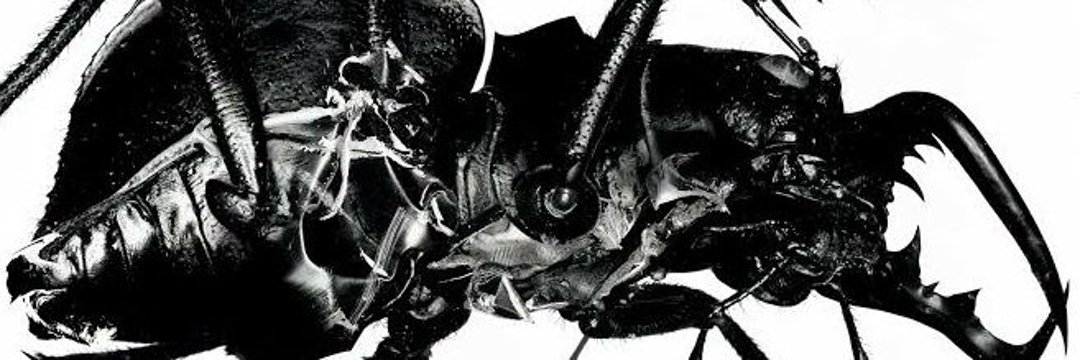 ✩'s banner