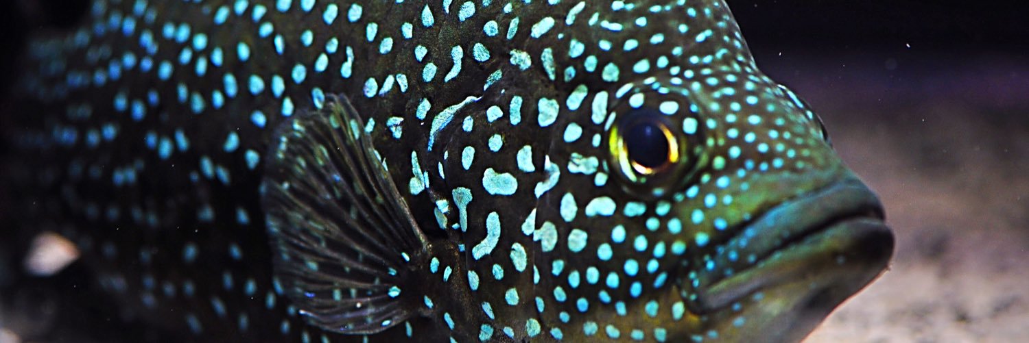Cichlids51's profile banner image