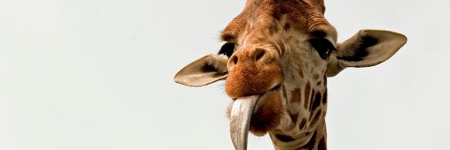 elastotales's profile banner image