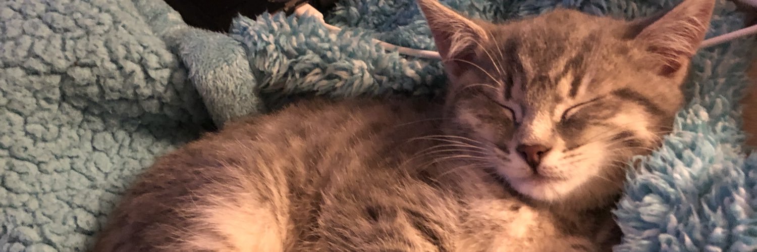 mllandis's profile banner image