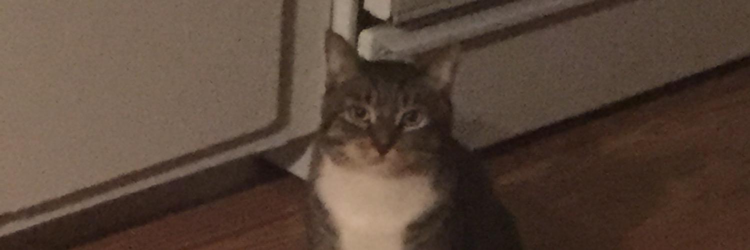 caitaltschuler's profile banner image