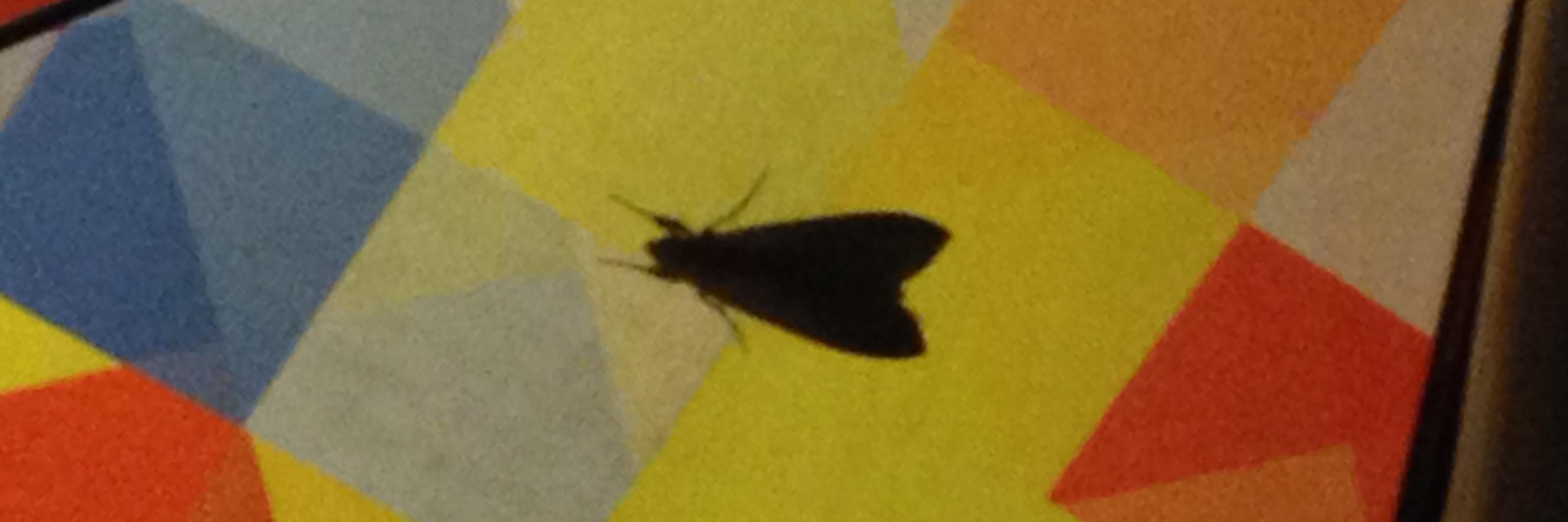 T w i t t e rB e e f banner