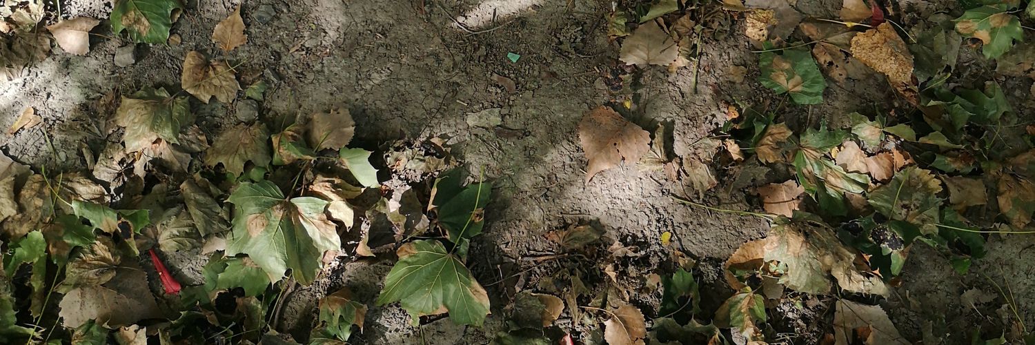 noahmfisk's profile banner image