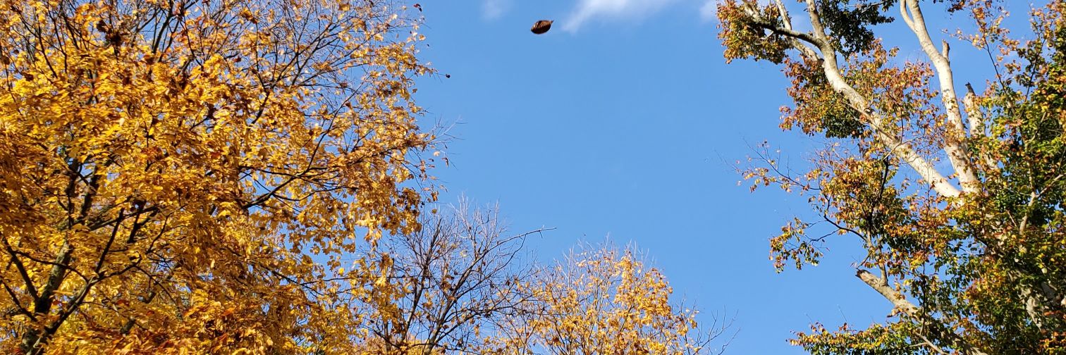 jaqwil's profile banner image