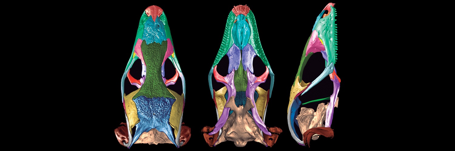 The Anatomical Record's banner