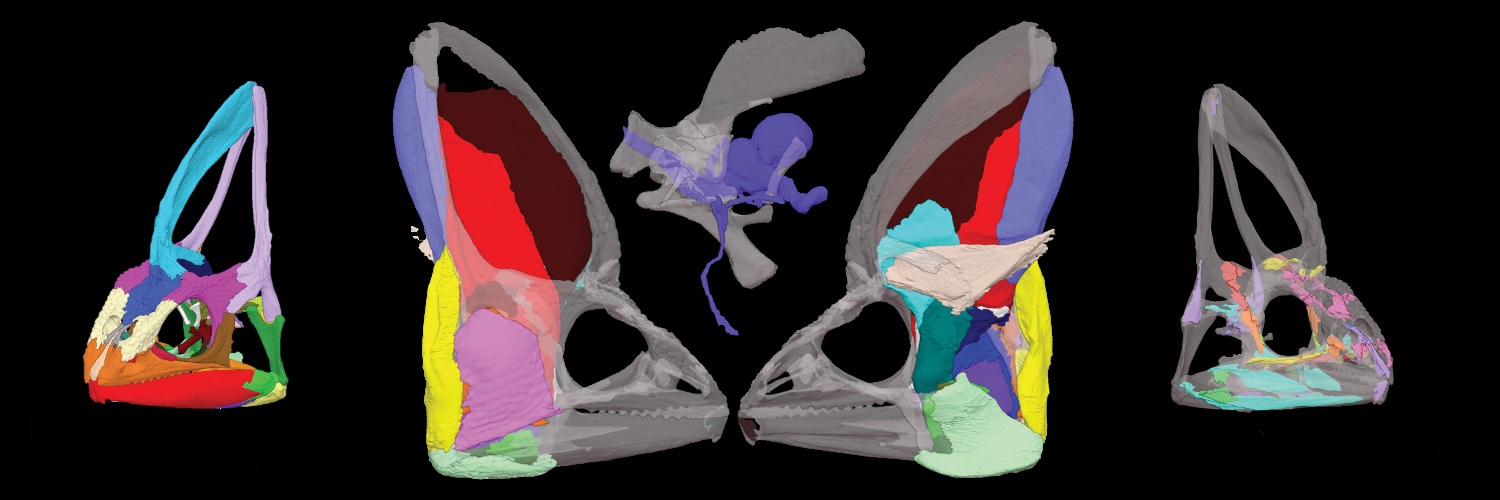 The Anatomical Record banner