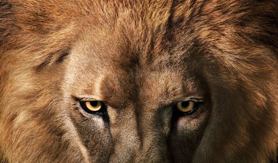 belenguerruben's profile banner image
