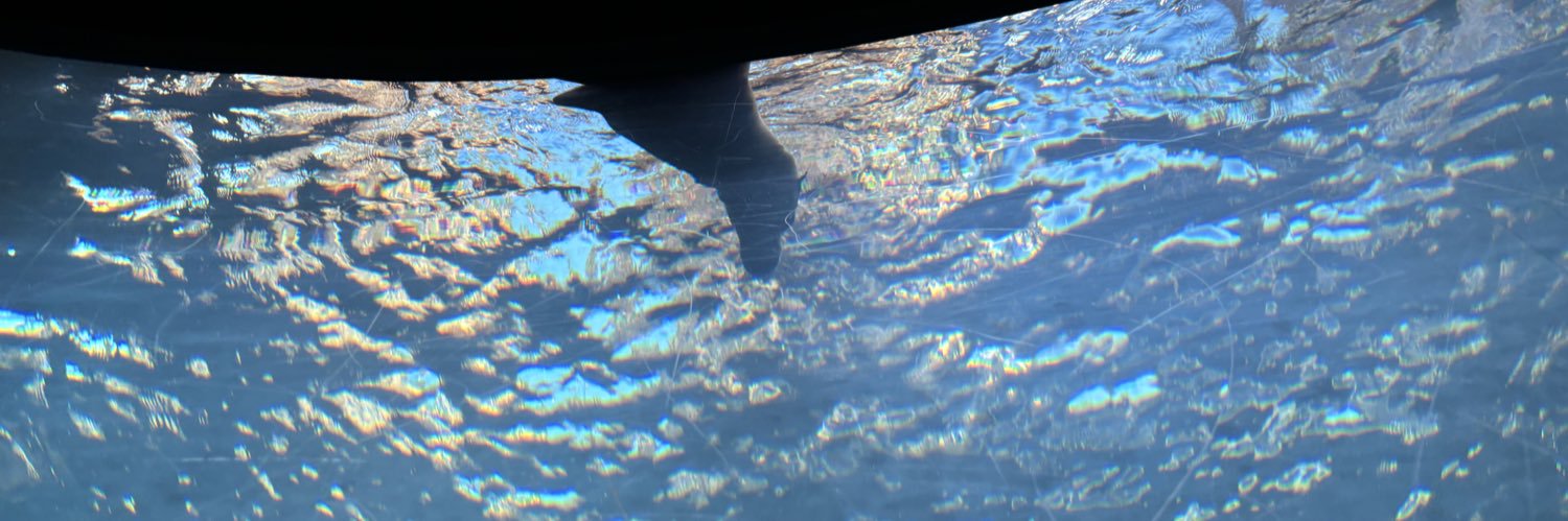 猫大好き杉本さん banner