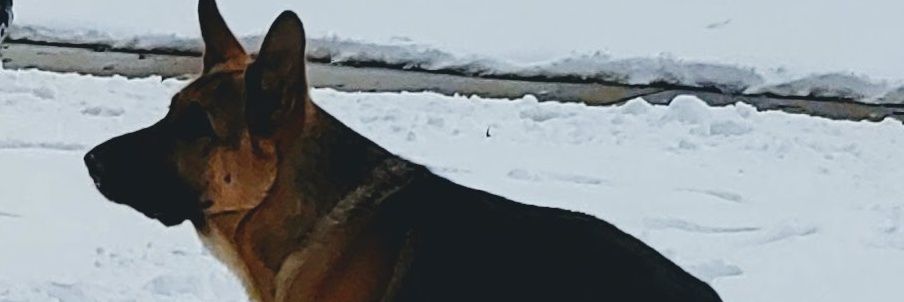 stevewillis14's profile banner image